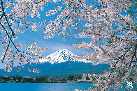 桜と富士山　産屋ヶ崎